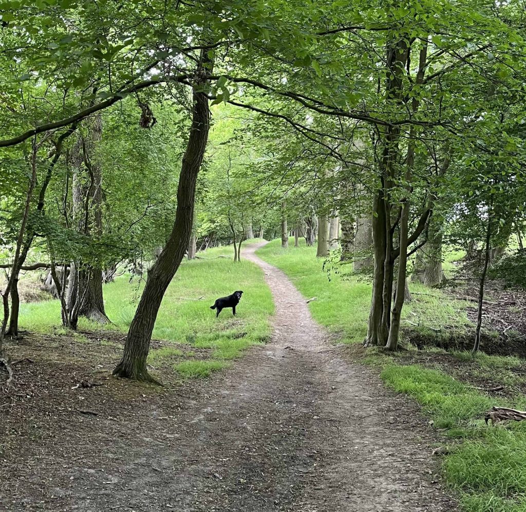 Taking time out on a walk with Gabe and the dog, reflecting what to expect as a live-in carer